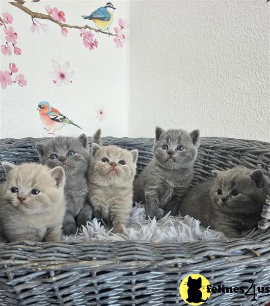 a british shorthair kitten sitting on a blanket