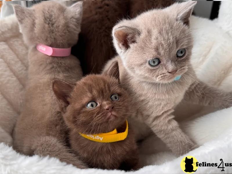 two british shorthair cats sitting on a couch