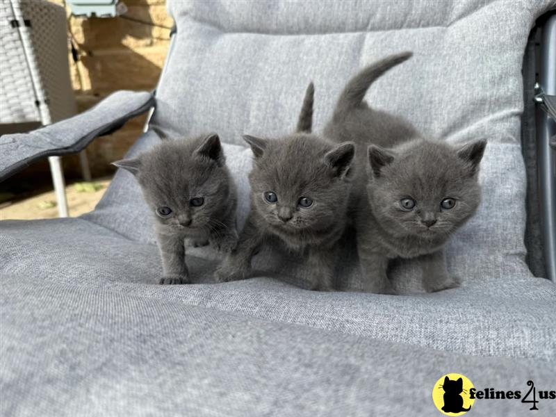 a group of british shorthair british shorthair kittens on a blanket