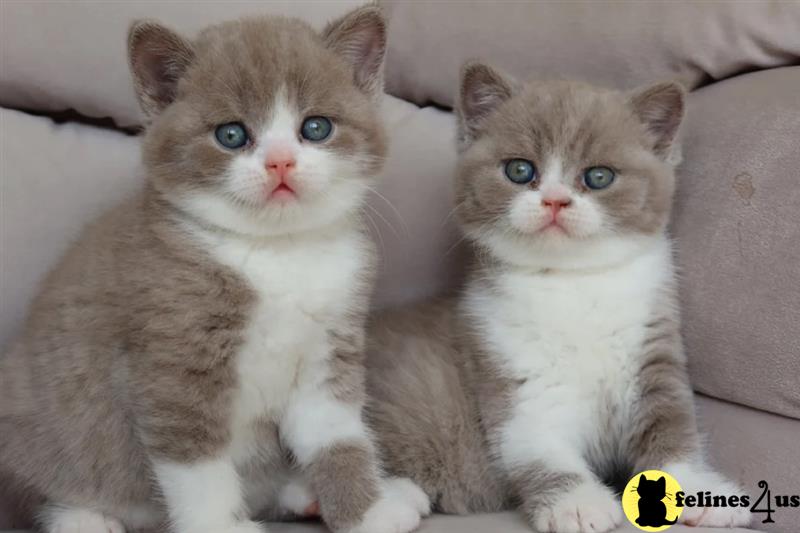 two british shorthair cats sitting next to each other