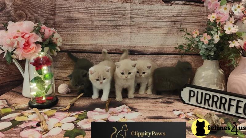 a british shorthair cat in a basket