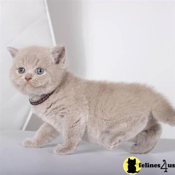 a british shorthair cat sitting on a blanket