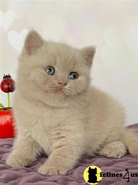 a british shorthair cat with a sad expression