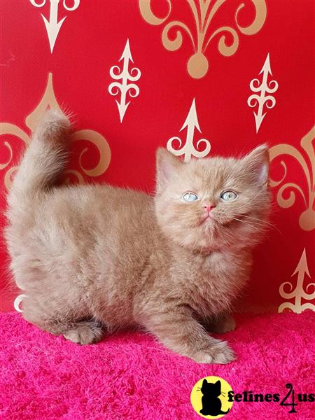 a british shorthair cat in a basket