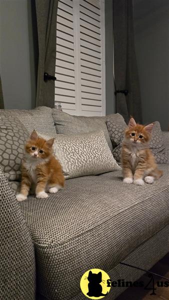 a maine coon cat sitting on a table