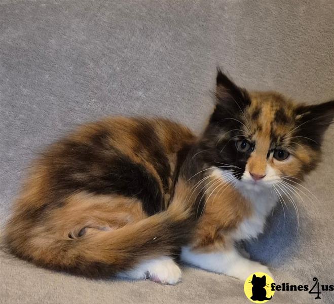 a maine coon cat sitting on a couch