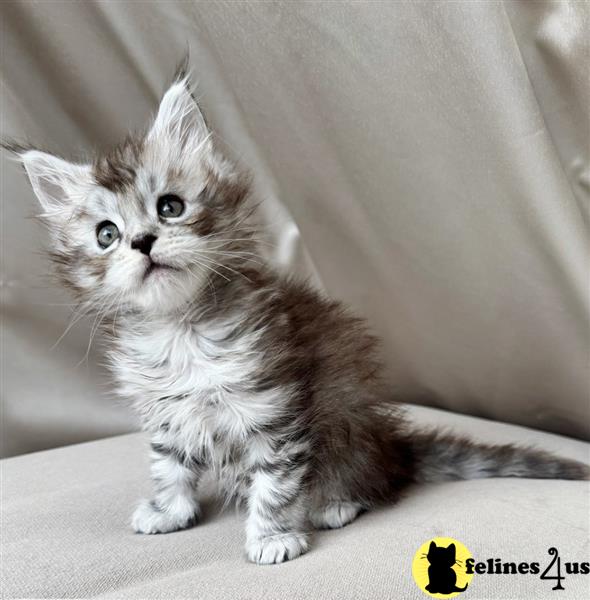 a maine coon cat lying on the floor