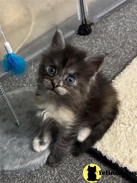 a maine coon cat lying down