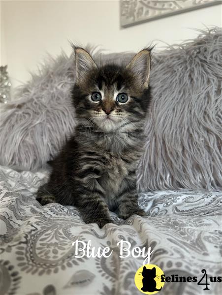 a maine coon cat sitting on a table