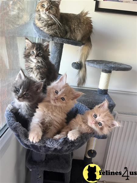 a maine coon cat sitting on a couch