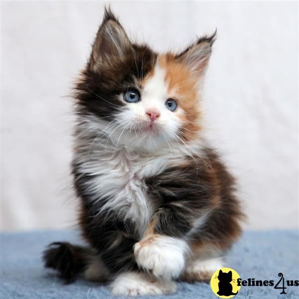 a maine coon cat sitting on a couch