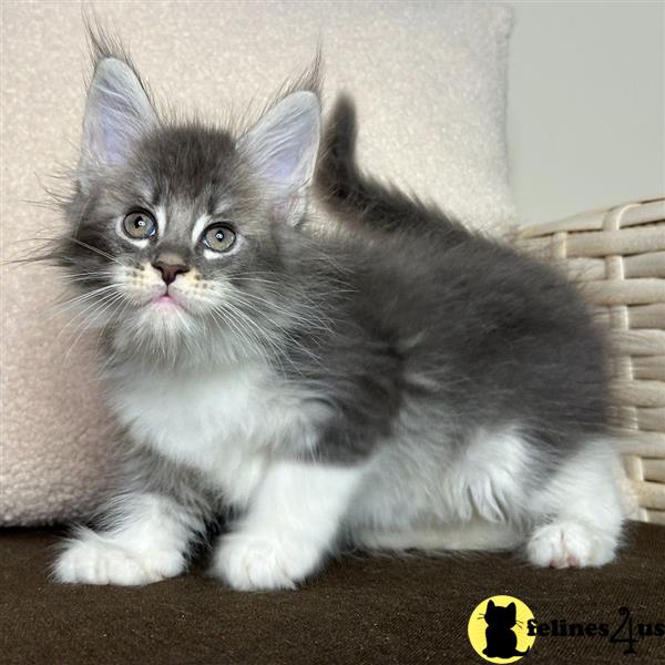 a white maine coon kitten with blue eyes