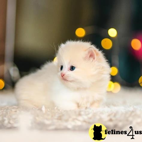 a munchkin kitten with a string of lights