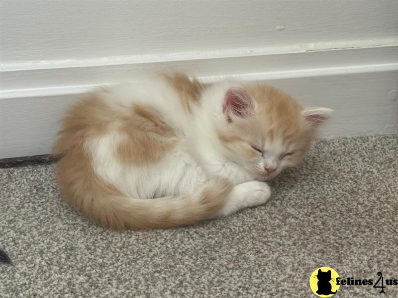 a group of munchkin munchkin kittens