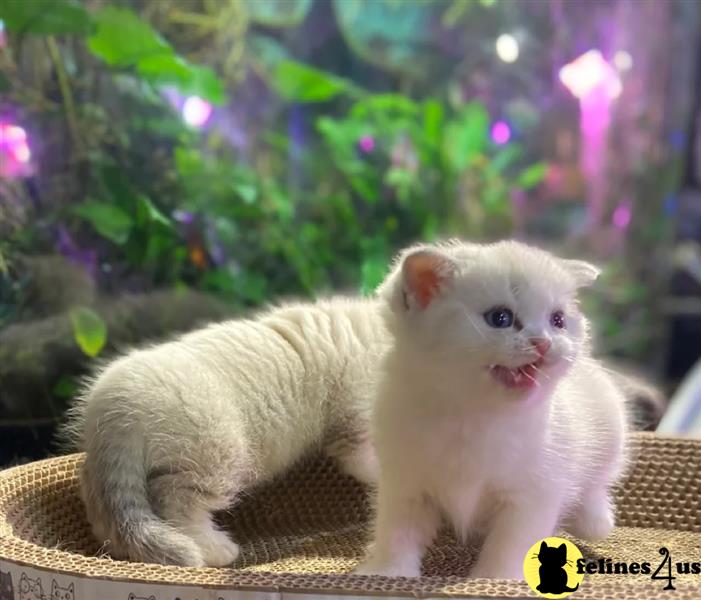 a person holding a small white animal