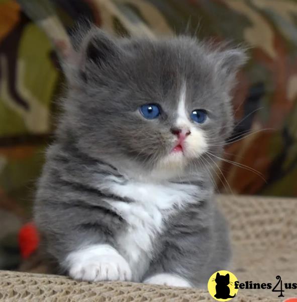a munchkin kitten with a note