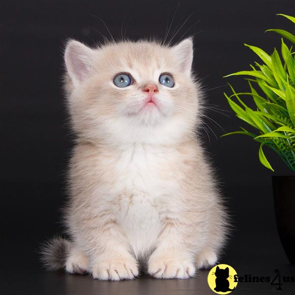a group of munchkin munchkin kittens