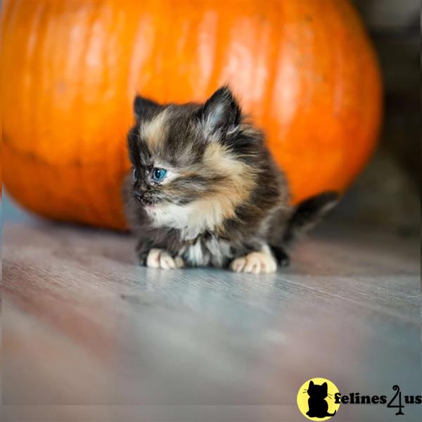 Munchkin