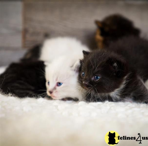 Amazing munchkins kittens