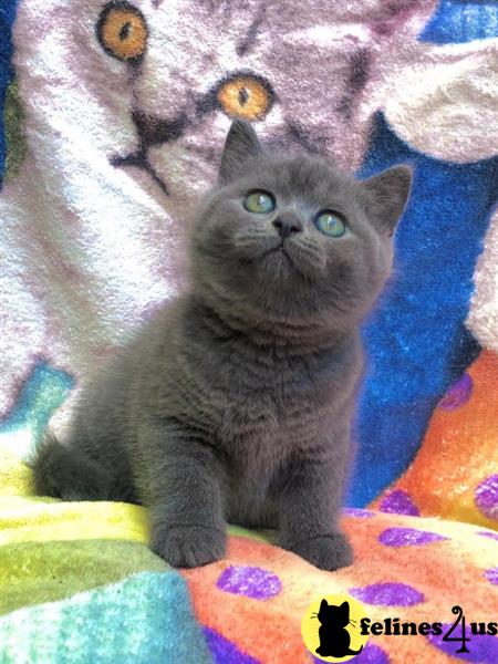 a couple of british shorthair cats lying on a couch