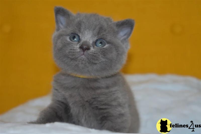 two british shorthair british shorthair kittens in a british shorthair cat bed