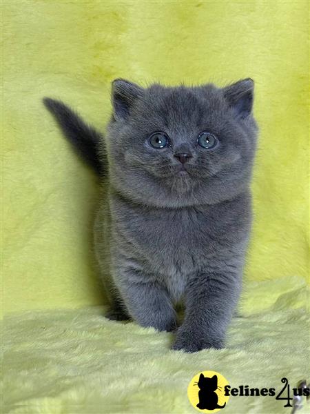 a british shorthair kitten lying on its back