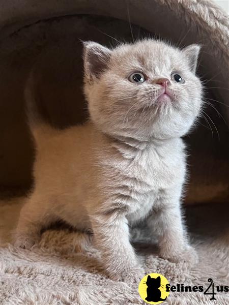 a couple of british shorthair british shorthair kittens
