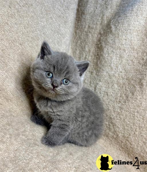a british shorthair cat with a pink background