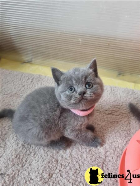 a british shorthair kitten on a blanket