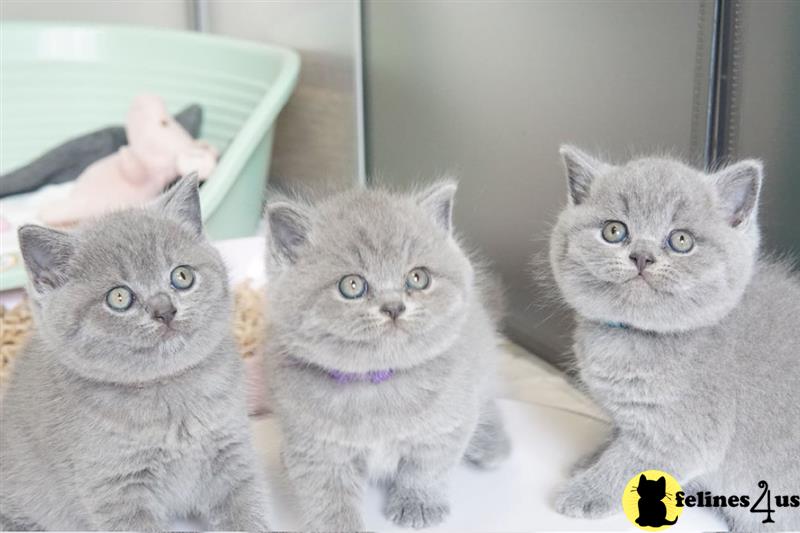 a couple of british shorthair cats lying on a couch