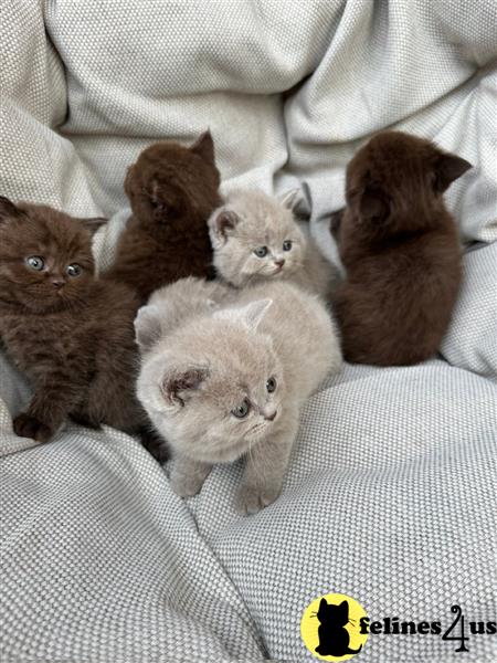 a british shorthair kitten sitting on the floor