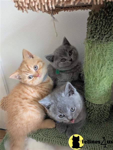 a person holding a group of animals