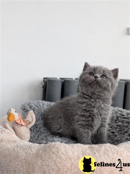 a couple of british shorthair british shorthair kittens