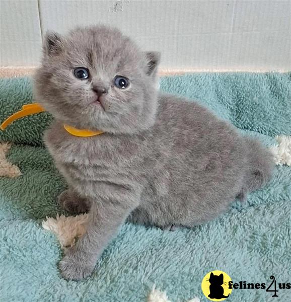 British Shorthair