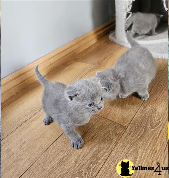 a couple of british shorthair british shorthair kittens