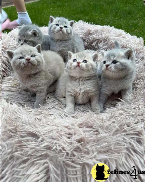 a person holding a group of animals