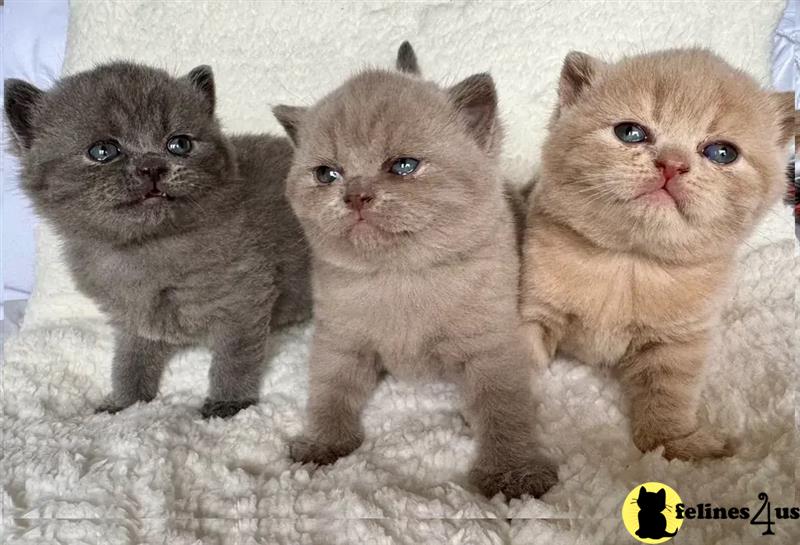a group of british shorthair cats in a cage