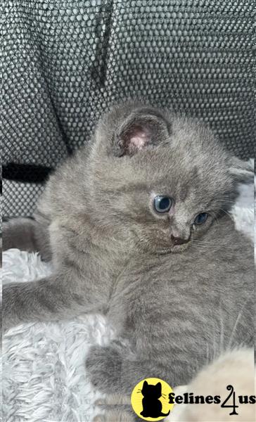 a british shorthair kitten lying on its back