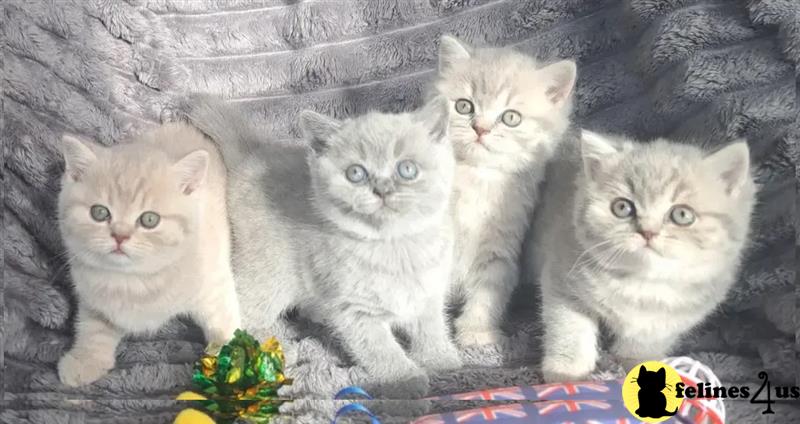 a couple of british shorthair british shorthair kittens