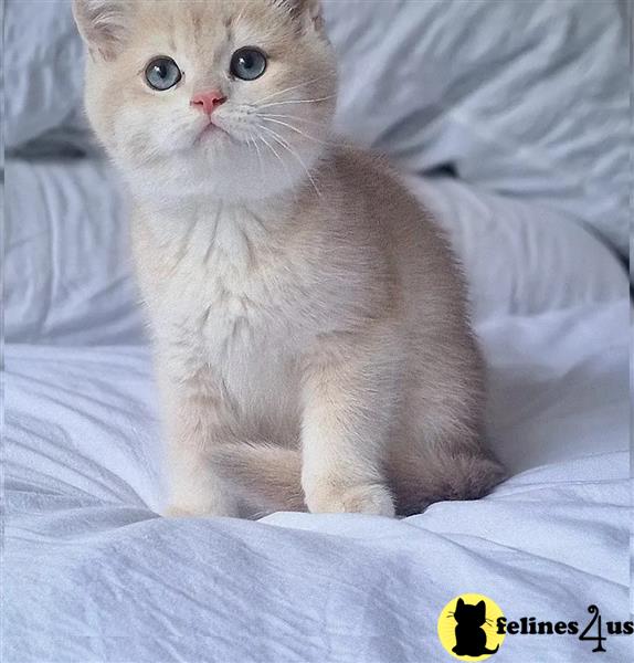 a group of british shorthair cats sitting on a british shorthair cat tree