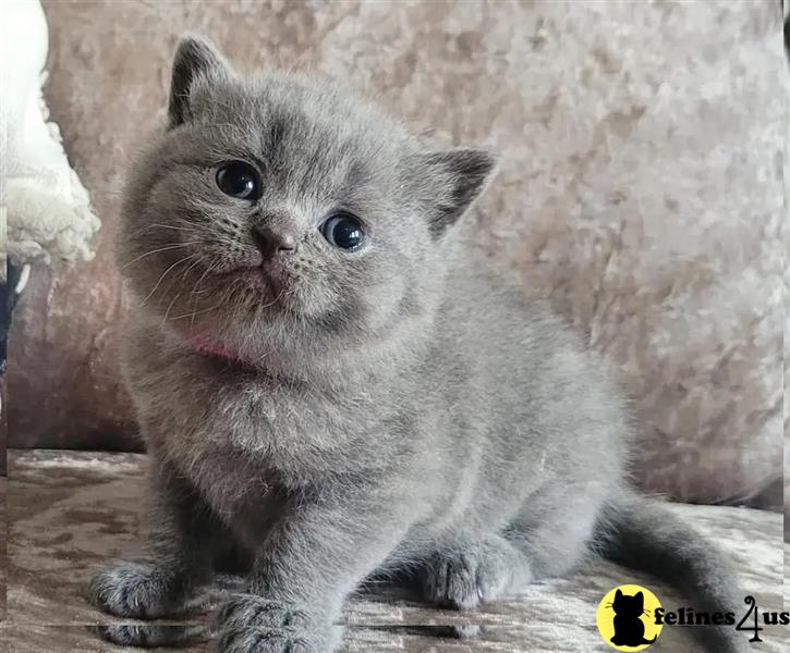 a british shorthair cat lying on a blanket