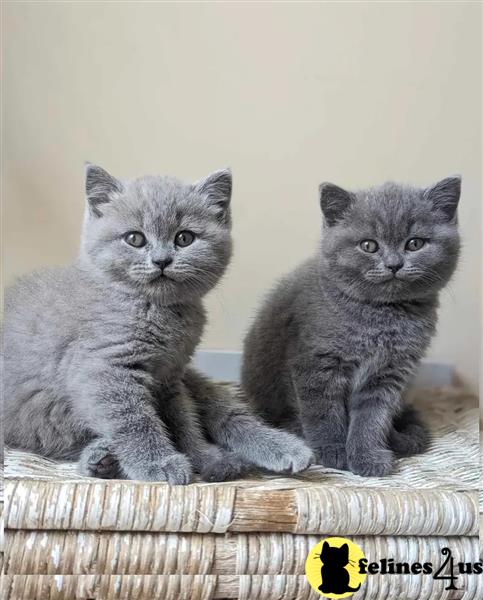 two british shorthair british shorthair kittens in a british shorthair cat bed
