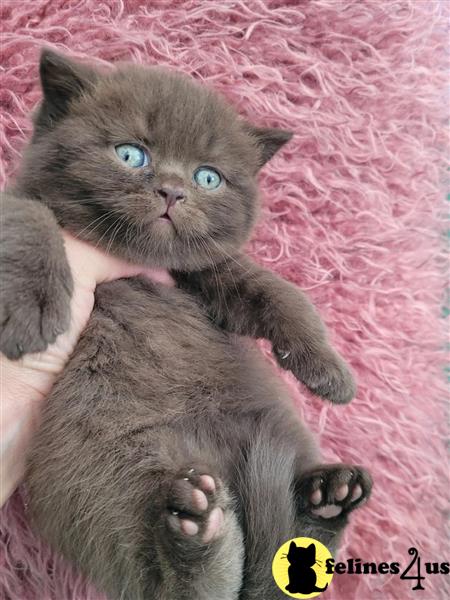 a british shorthair cat sitting on a table