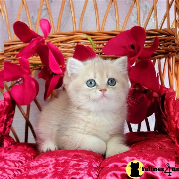 a british shorthair kitten on a blanket