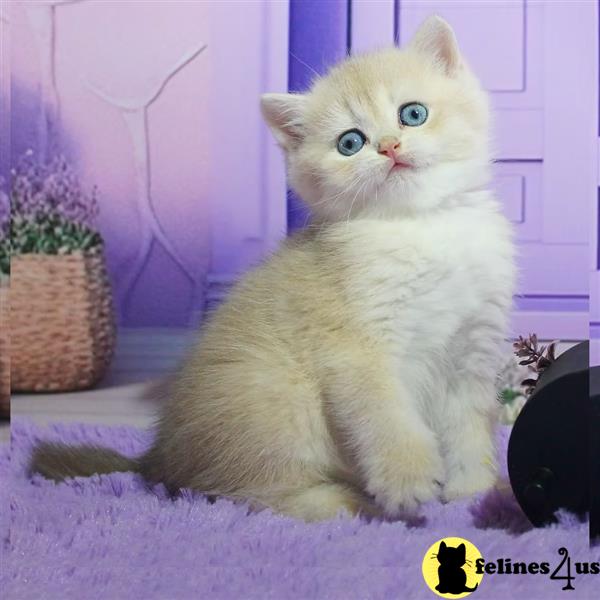 a british shorthair cat with a hat