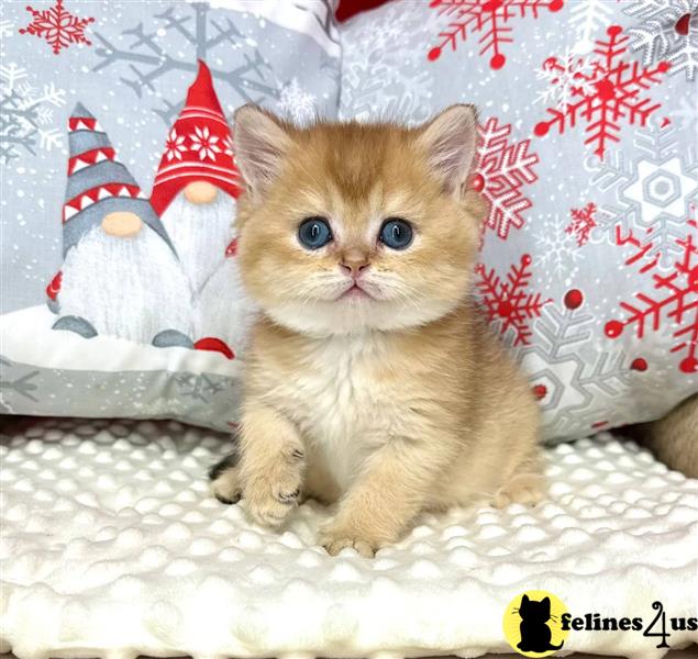 a british shorthair kitten with a butterfly on its head