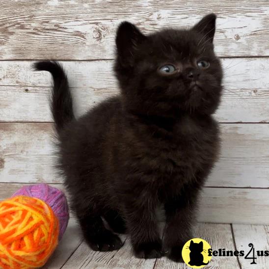 a british shorthair kitten sitting on the floor