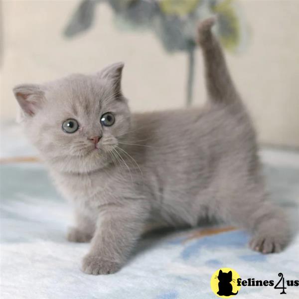 a person holding a group of animals