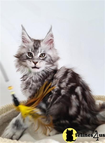 a maine coon kitten sitting on a table