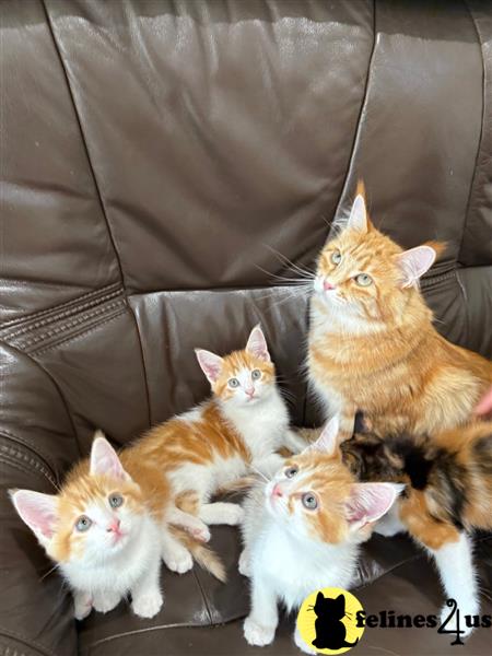 a maine coon kitten sitting on a table